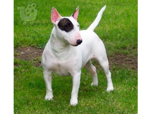 PoulaTo: BULL TERRIER κουταβάκια καθαρόαιμα 2-2.5 μηνών  Μπουλ-Τεριέ